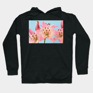 Lilium  &#39;Rosella&#39;s Dream&#39;  Asiatic lily Hoodie